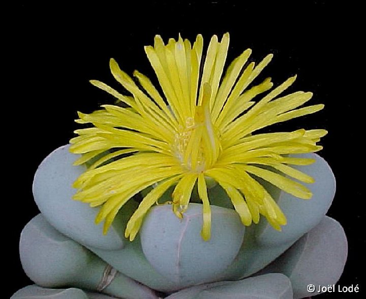 Lapidaria margaretae ©JLcoll.2302